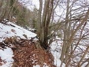 43 Il sent. 599A in decisa salita sul fianco destro boscoso del Vaccareggio